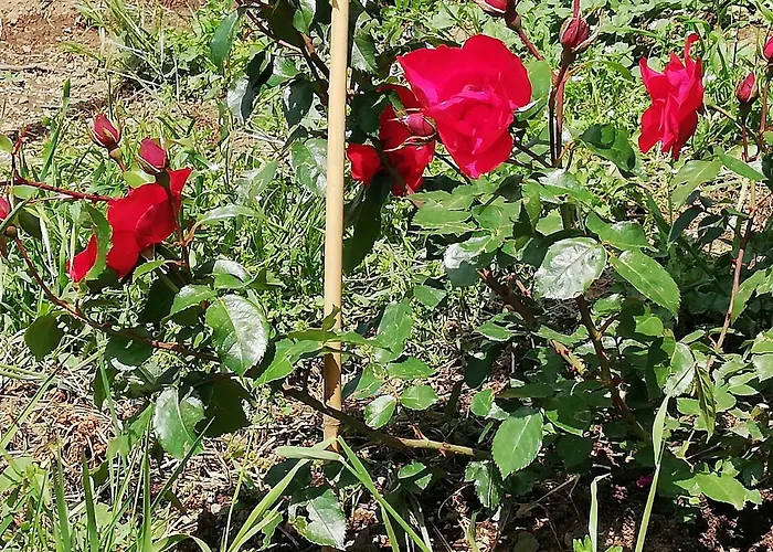 Il Paradiso Degli Dei